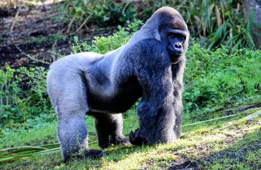 gorilla